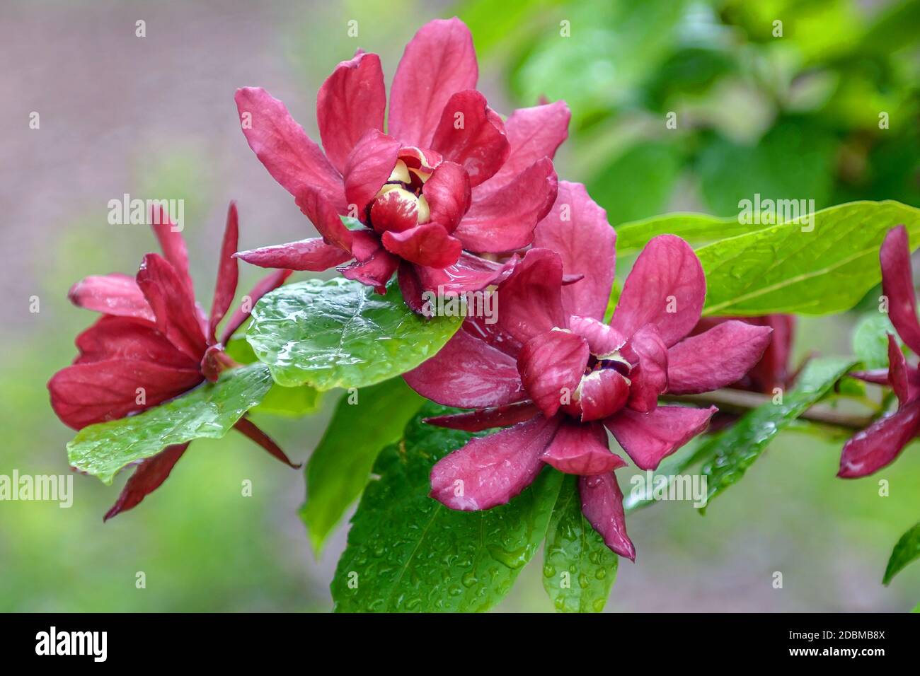 Gewürzstrauch (× Sinocalycalycanthus raulstonii Hartlage 'vino') Foto Stock