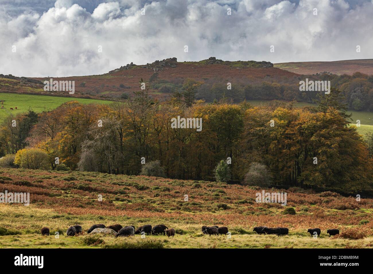 Hound Tor in lontananza su alberi autunnali Foto Stock