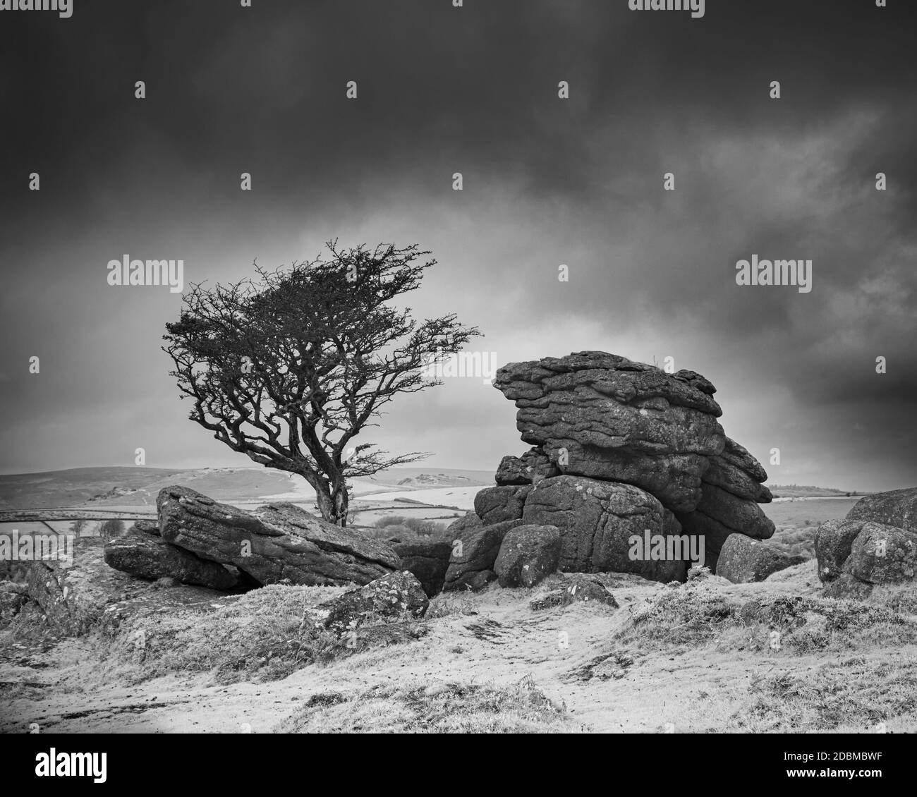 Affioramenti di granito e alberi soffiati a vento su SaddleTor, Dartmoor National Park Foto Stock