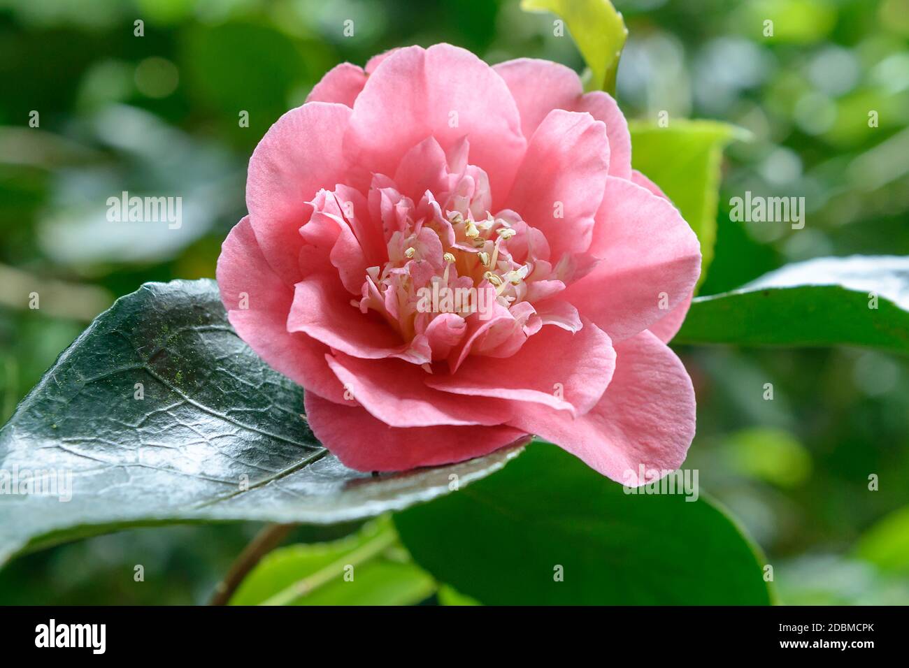Kamelie (Camellia japonica 'R.L. Wheeler') Foto Stock