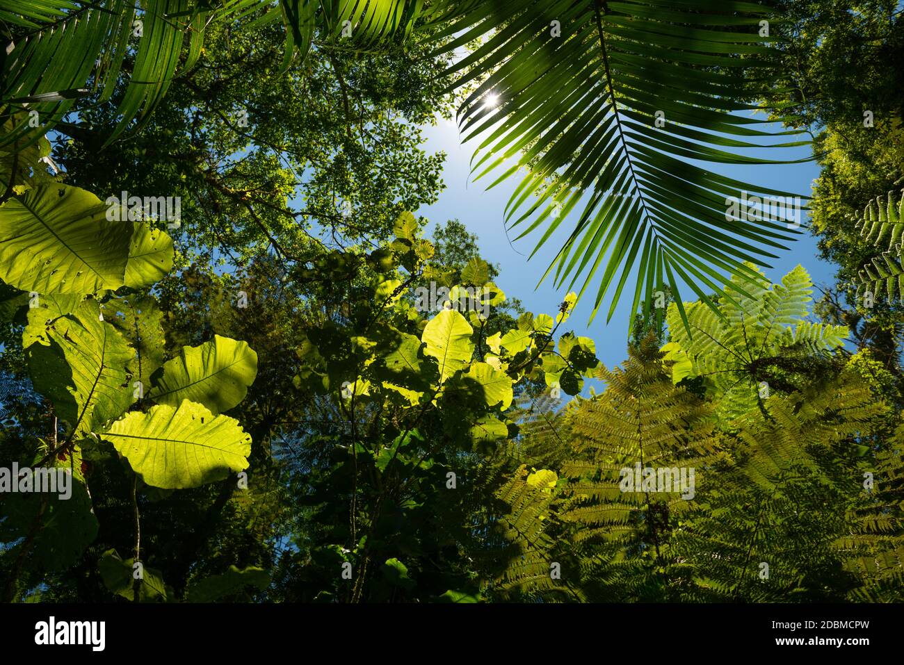 Atlantic Rainforest lussureggiante vegetazione vista dall'interno della foresta Foto Stock