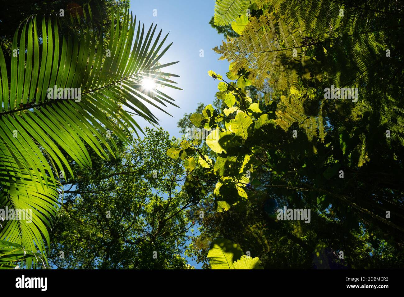 Atlantic Rainforest lussureggiante vegetazione vista dall'interno della foresta Foto Stock