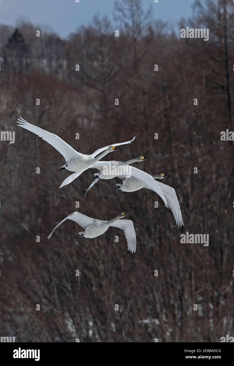 Whooper Swan (Cygnus cygnus) adulto con tre immature in volo Akan, Hokkaido; Giappone Marzo Foto Stock