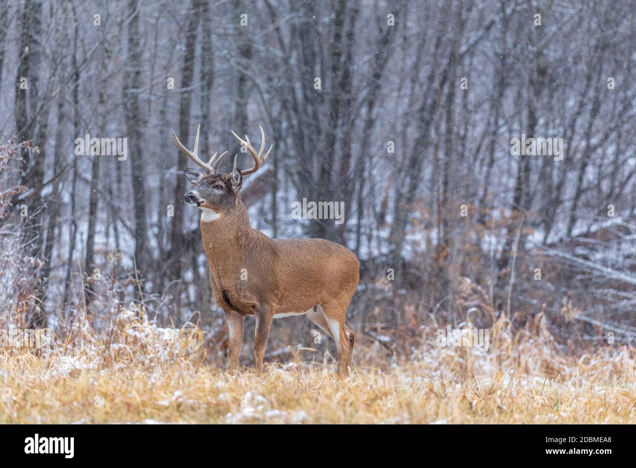 Buck dalla coda bianca durante la trota nel Wisconsin settentrionale. Foto Stock