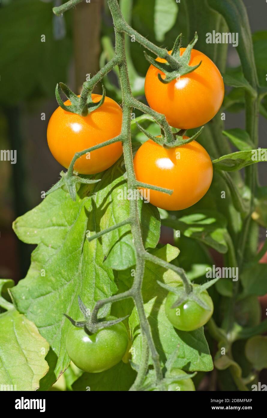 Capriate di pomodori di Sungold arancio che maturano sulla vite sotto il sole estivo nel giardino domestico, Cumbria, Inghilterra UK. Foto Stock