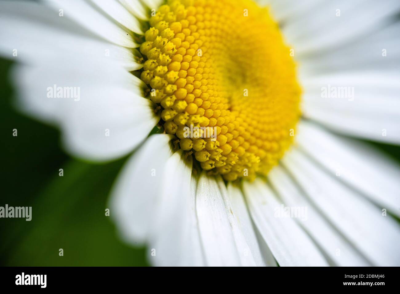 primo piano fiore camomilla su sfondo verde, fuoco selettivo Foto Stock