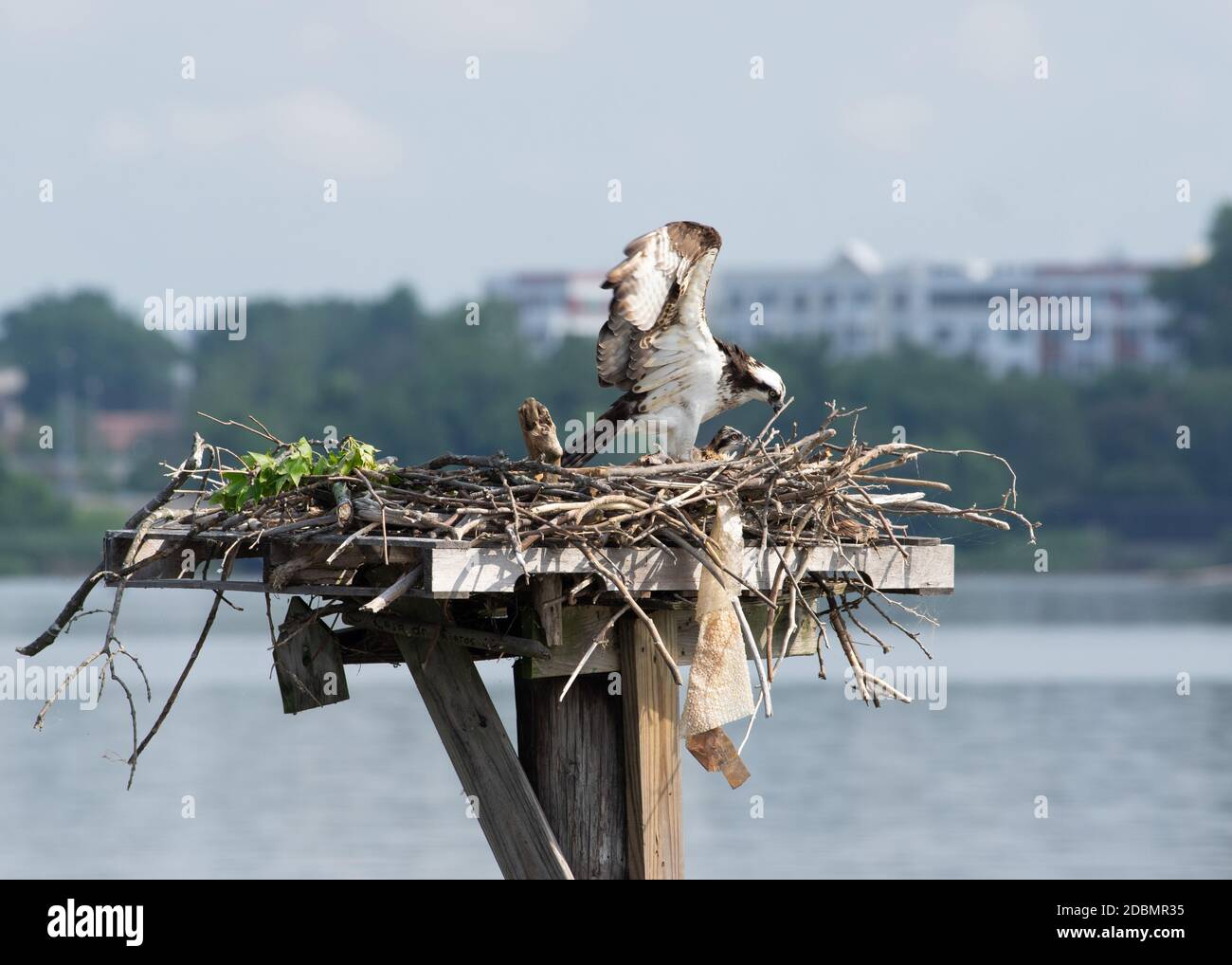 Osprey (Pandion haliaetus) con il bambino nel nido, Alessandria, VA Foto Stock