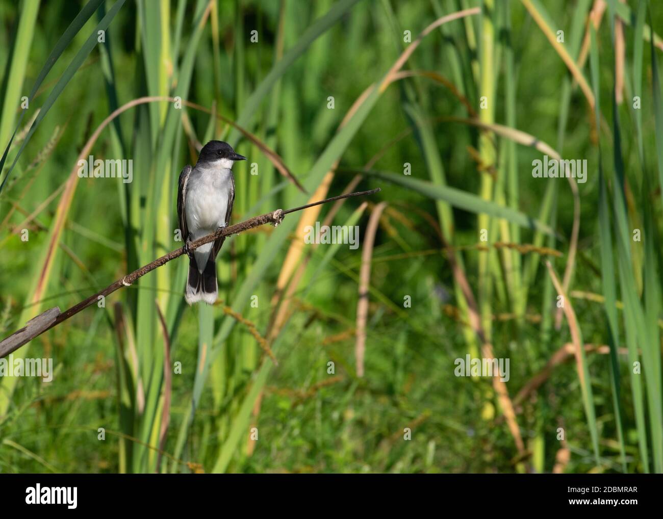 Eastern Kingbird (Tyrannus tirannus), Kenilworth Aquatic Gardens, Washington, DC Foto Stock