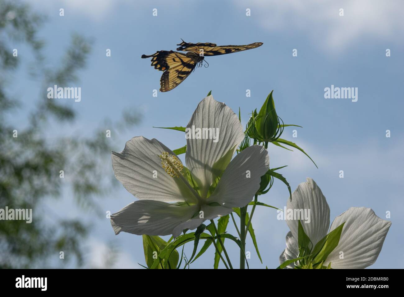 Eastern Tiger Swallowtail (Papilio glaucus) che sovrastano l'ibisco, i Giardini Botanici di Meadowlark, Vienna, VA Foto Stock