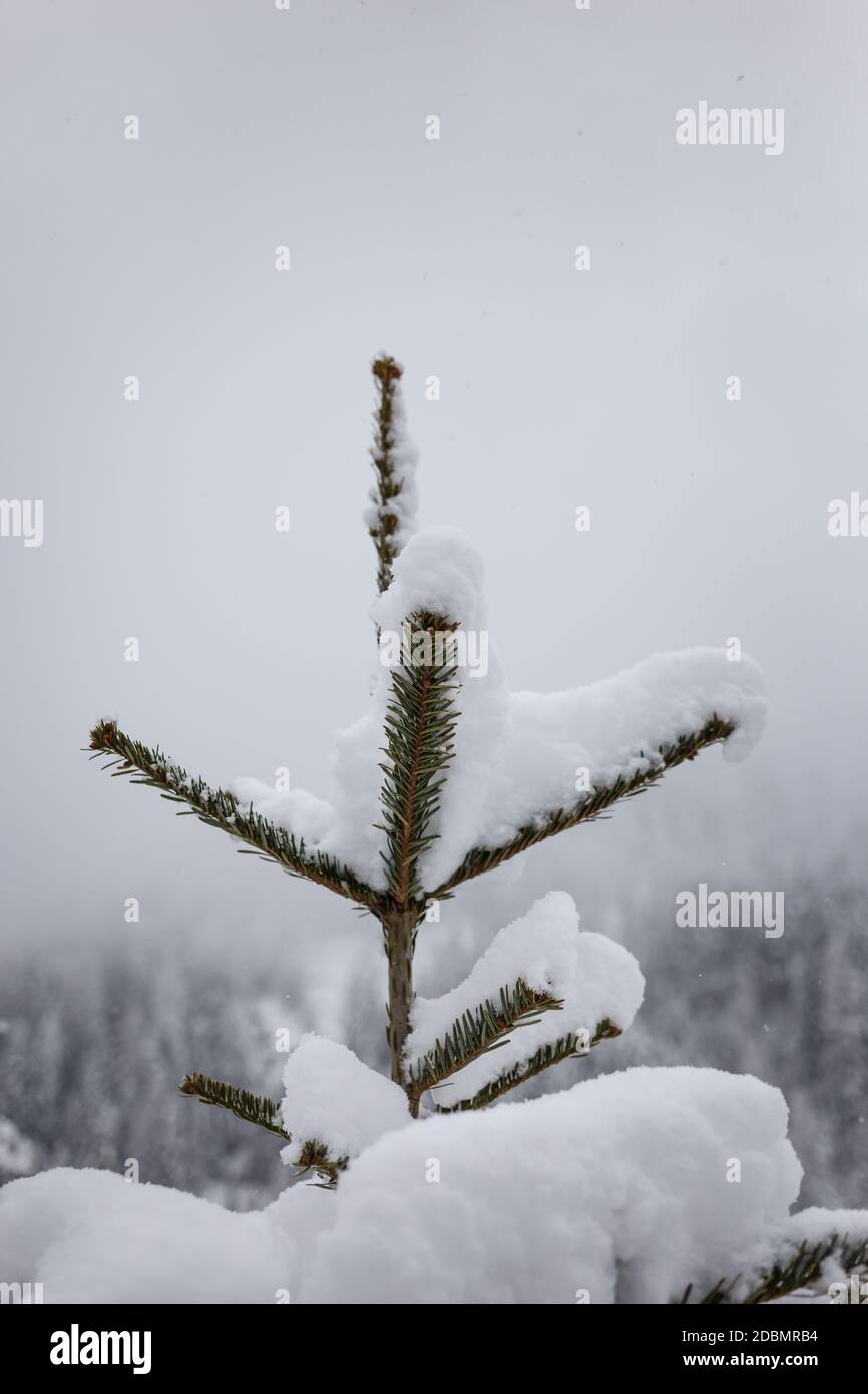 Pineta coperto di neve in una giornata molto colma, Selva Gardena, Dolomiti, Italia Foto Stock