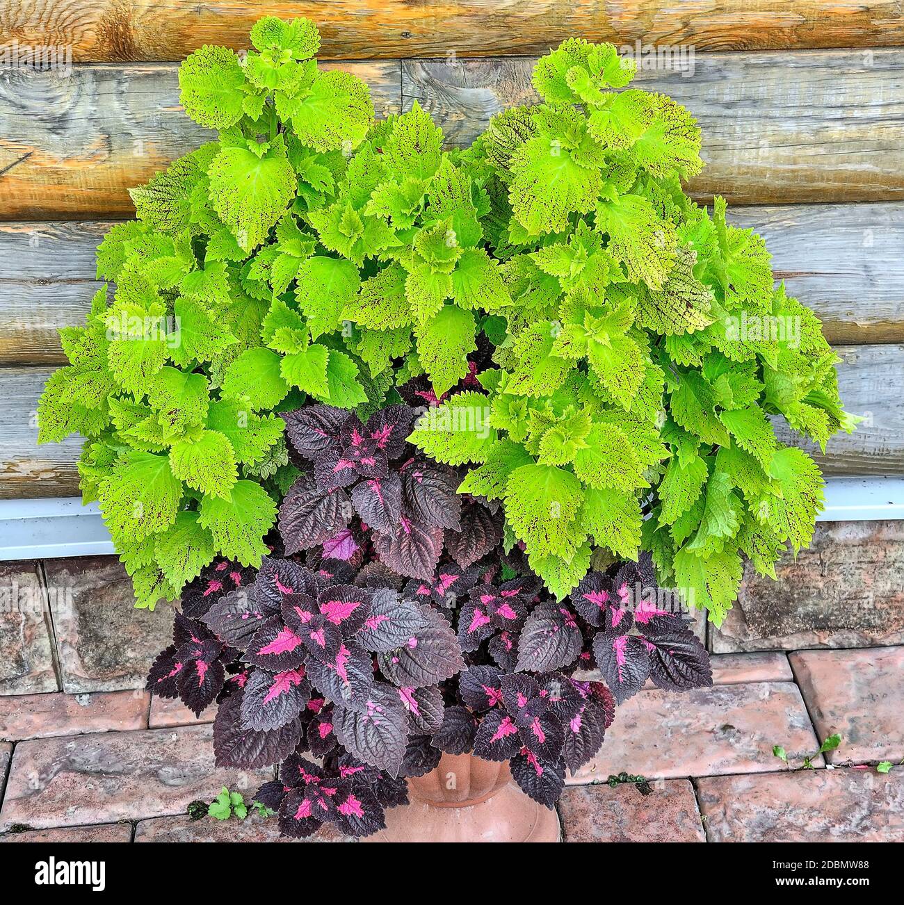 Mix di due diverse varietà di coleus in pentola - pianta ornamentale con lussureggiante fogliame variegato per giardino paesaggistico o come pianta di casa. Chiamato anche come Foto Stock