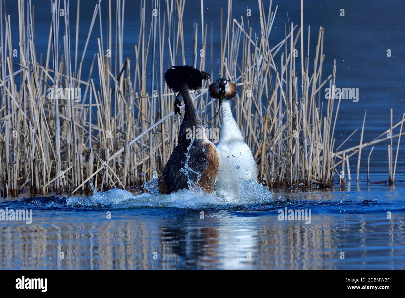Grande grebe crestato in primavera in un lago Foto Stock
