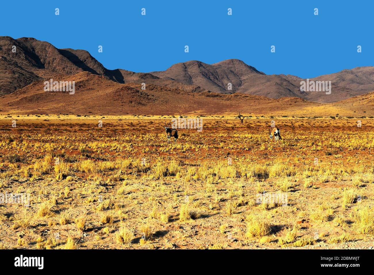 Namib Naukluft National Park, Namibia Foto Stock