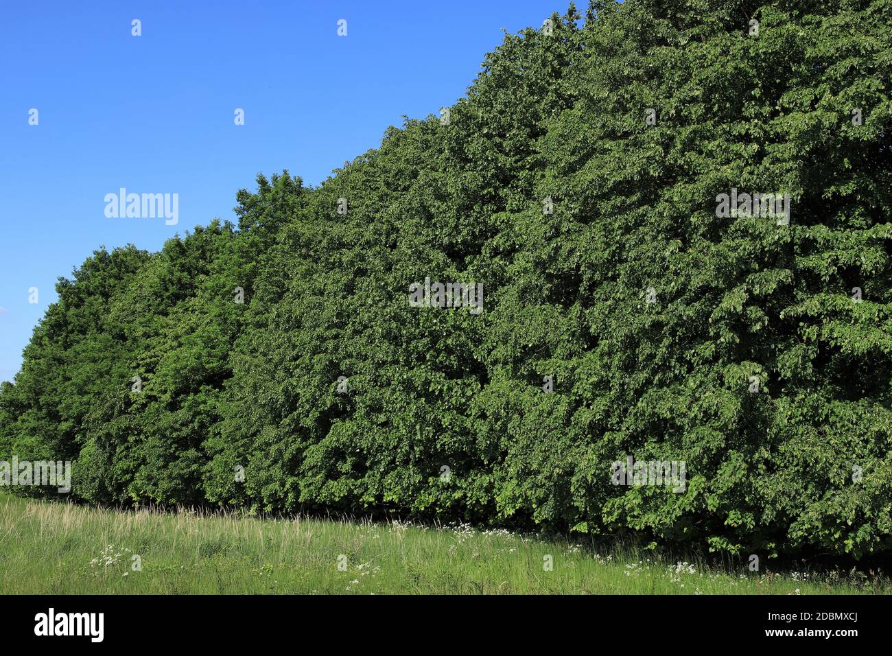 Foresta decidua mista in estate, bordo della foresta, parete verde, nel Soester BÃ¶rde, Nord Reno-Westfalia, Germania, Foto Stock