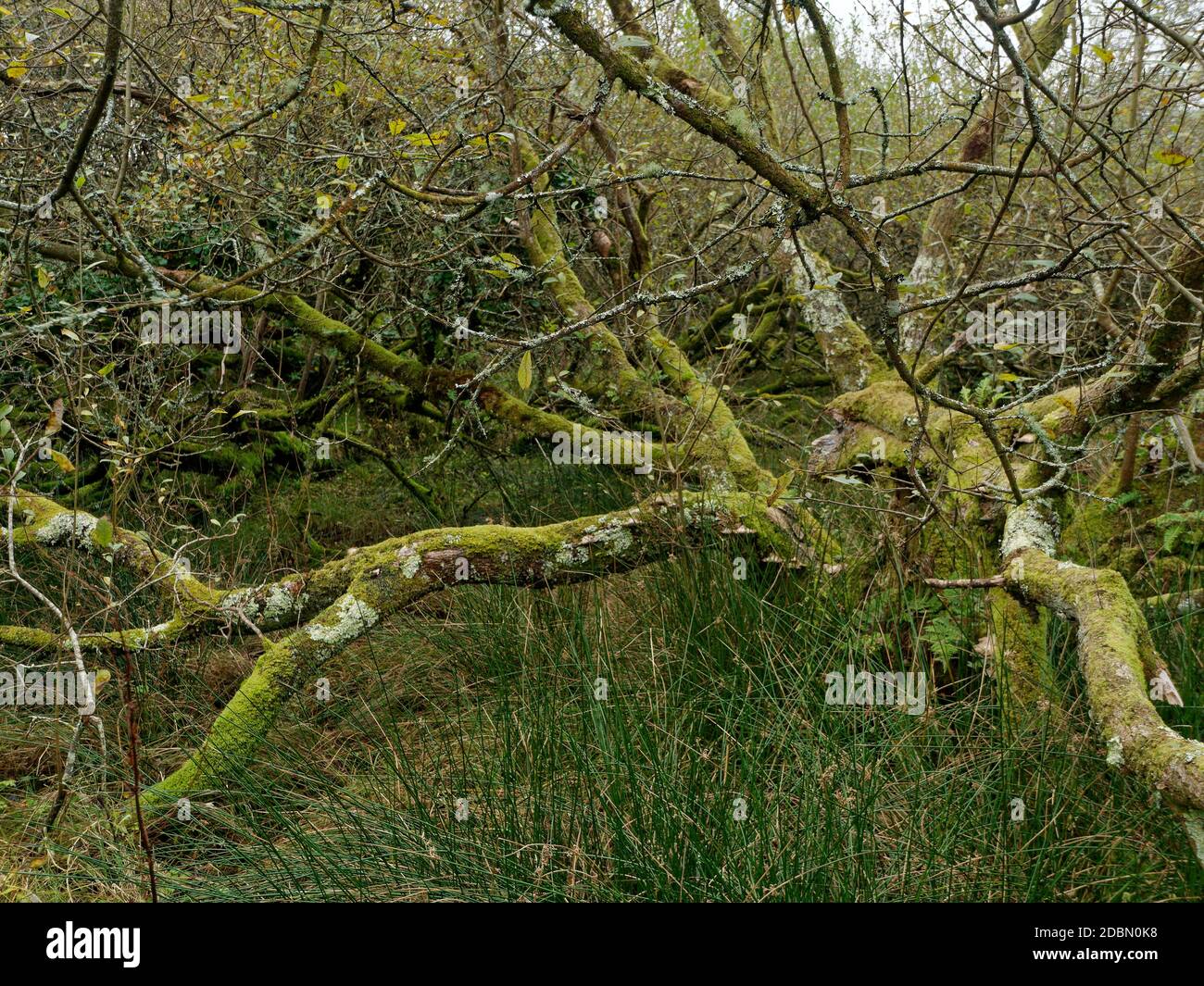 Helman Tor, Bodmin, Lanlivery, la Saints Way passa attraverso la riserva naturale di Helman Tor e il forte preistorico di collina, Cornovaglia, Regno Unito, 17 novembre 202 Foto Stock