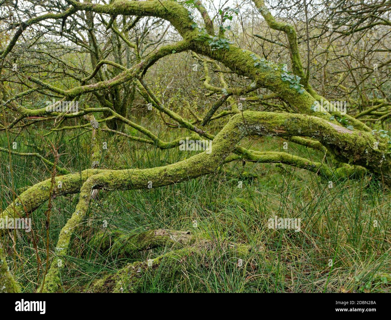 Helman Tor, Bodmin, Lanlivery, la Saints Way passa attraverso la riserva naturale di Helman Tor e il forte preistorico di collina, Cornovaglia, Regno Unito, 17 novembre 202 Foto Stock