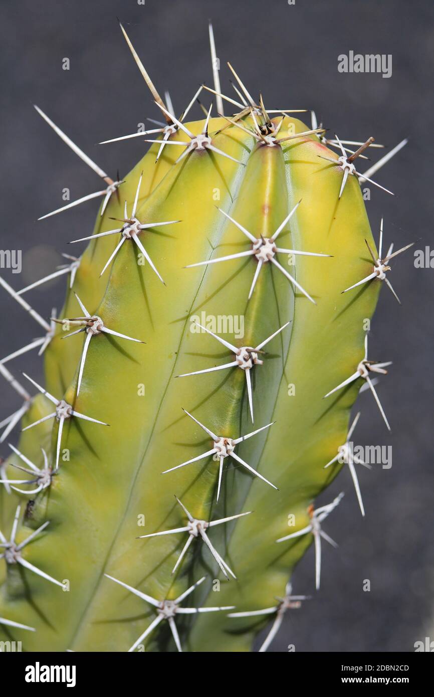 Cactus al Jardin de Cactus o al Giardino Cactus a Guatiza, Lanzarote, Isole Canarie, Spagna Foto Stock