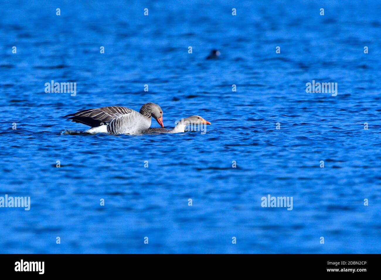 Oche di grigiastro in primavera in sassonia Foto Stock