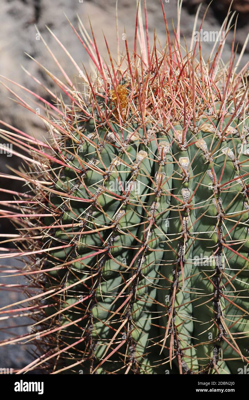 Cactus al Jardin de Cactus o al Giardino Cactus a Guatiza, Lanzarote, Isole Canarie, Spagna Foto Stock