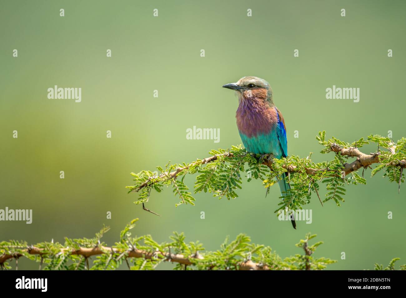 Perches a rullo con birra lilla sul tornbush al sole Foto Stock