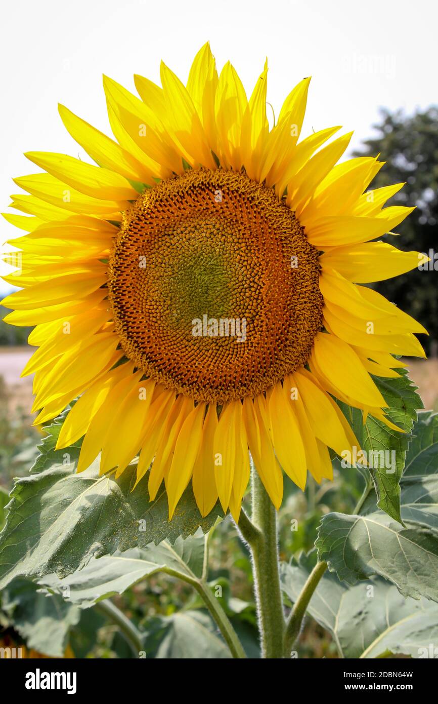 Girasoli in un campo si estendono verso il sole Foto Stock