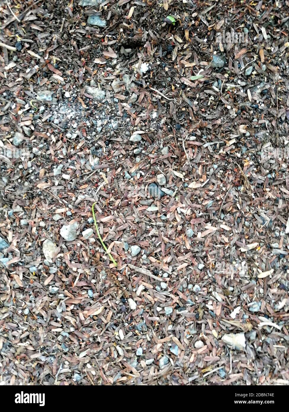 La consistenza delle foglie secche di autunno cadono giù sul senso Foto Stock