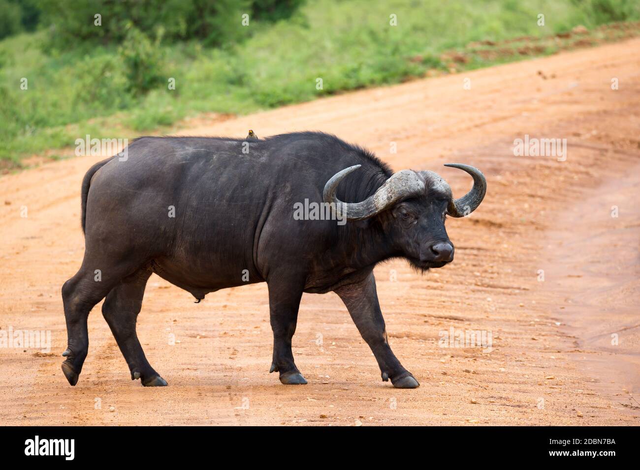 Un grande bufalo si erge su un sentiero nella savana Foto Stock