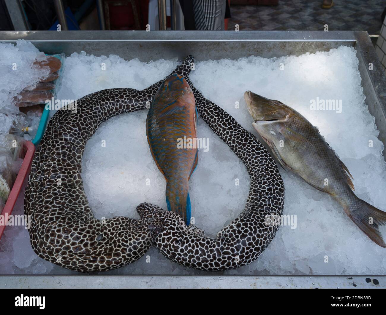 dh Rawai mercato del pesce PHUKET THAILANDIA Fischmongers frutti di mare prodotti stalli Pesci Nero macchiato anguilla di Moray Gymnotorax favagineus Foto Stock
