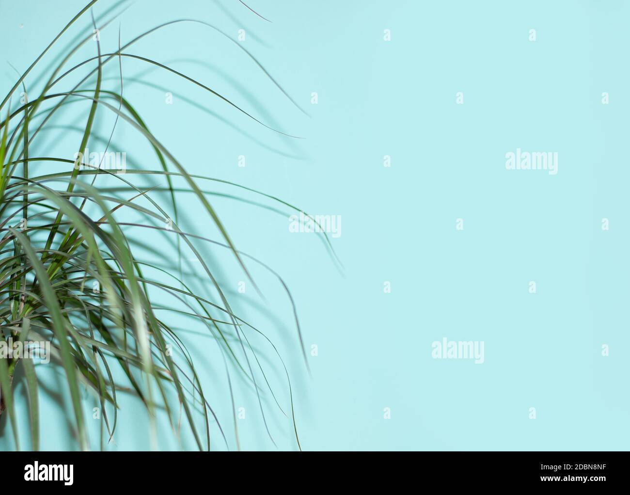 Foglie sottili e affilate dell'albero di dracaena e ombre su uno sfondo blu. Concetto estivo. Vista frontale, spazio di copia. Ottimo substrato per presentazioni Foto Stock