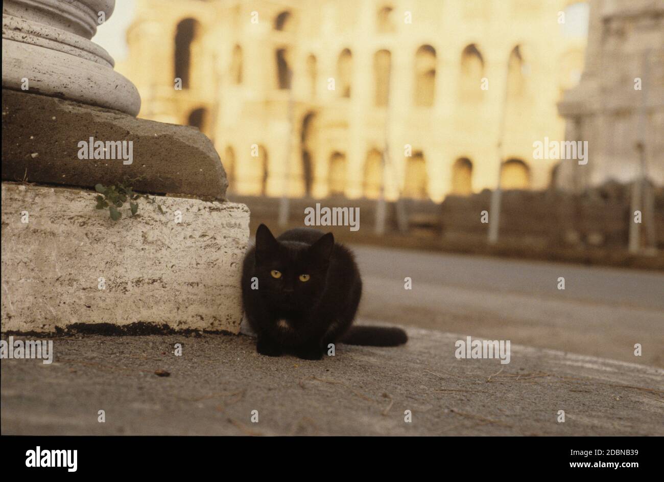 Black Cat a Roma ,Gatto Nero a Roma,Colosseo Foto stock - Alamy