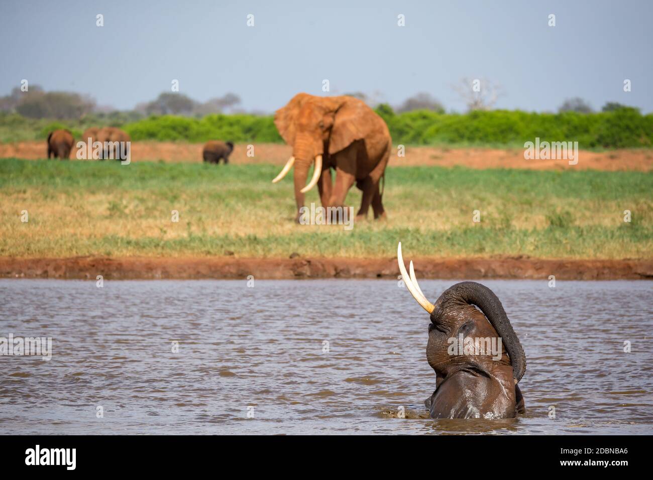 Gli elefanti si bagnano nel buco d'acqua nella savana Foto Stock