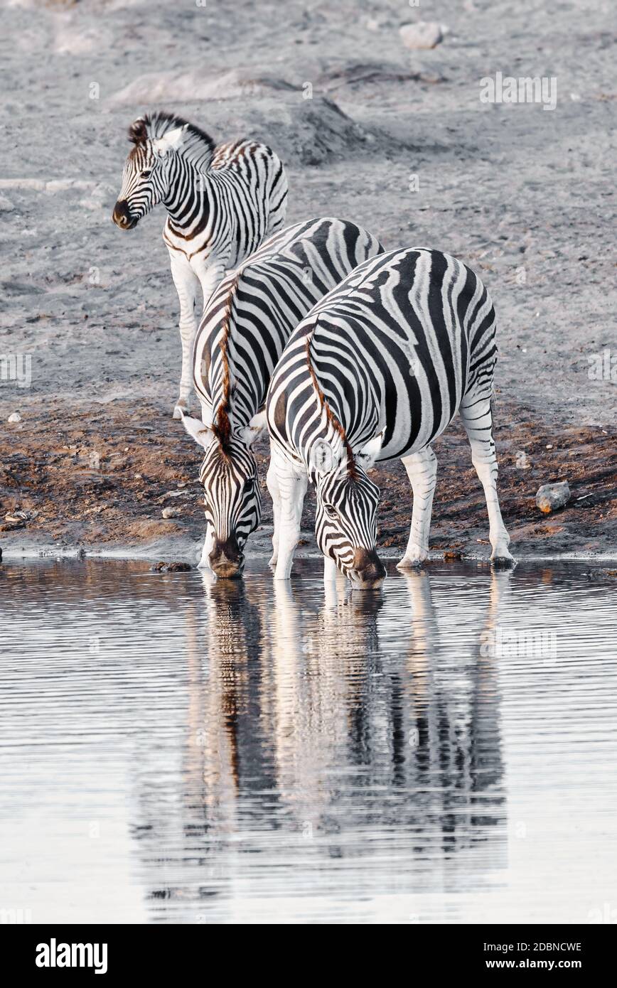La famiglia zebra di Burchell con bevande al vitello dal buco dell'acqua, il Parco Nazionale di Etosha, safari nella fauna selvatica della Namibia Foto Stock