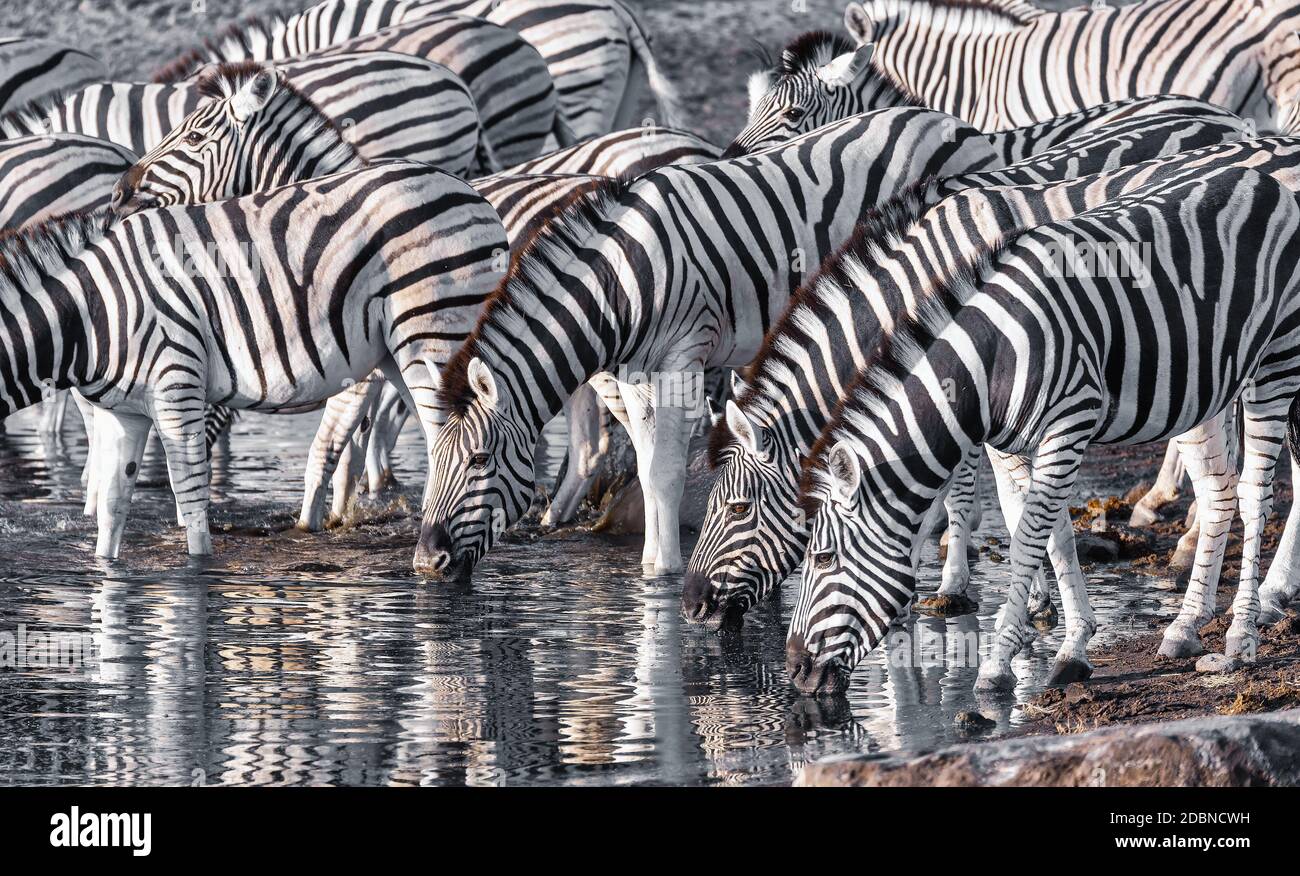 La famiglia zebra di Burchell con bevande al vitello dal buco dell'acqua, il Parco Nazionale di Etosha, safari nella fauna selvatica della Namibia Foto Stock