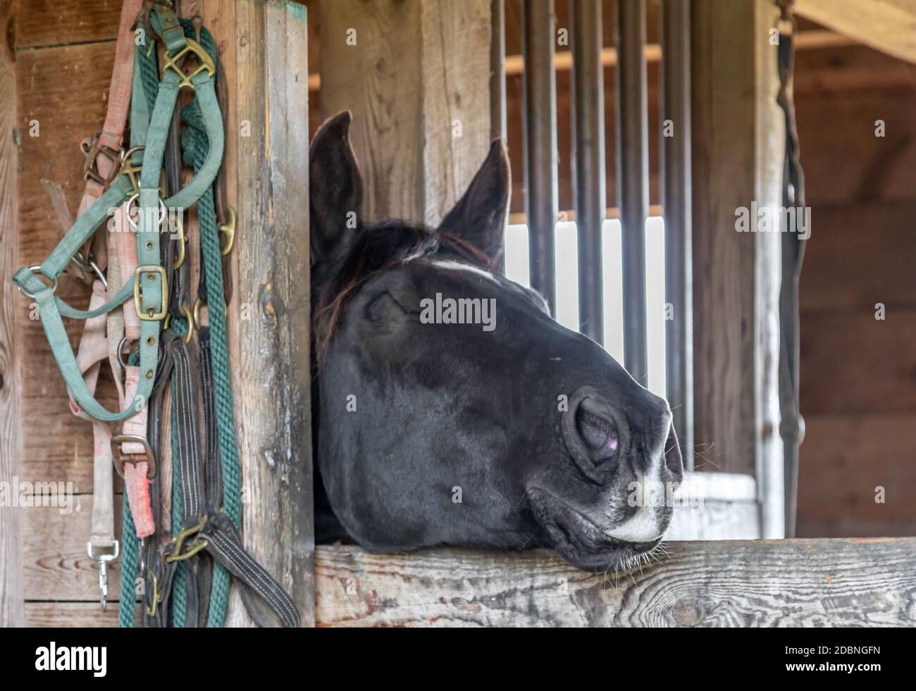 capo di un cavallo che sbirciano da una stalla Foto Stock