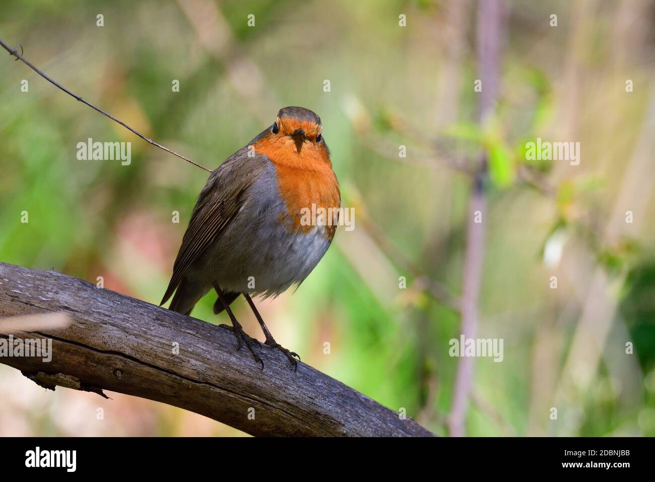 Rapina europea (Erithacus rubecula) su un albero in primavera Foto Stock