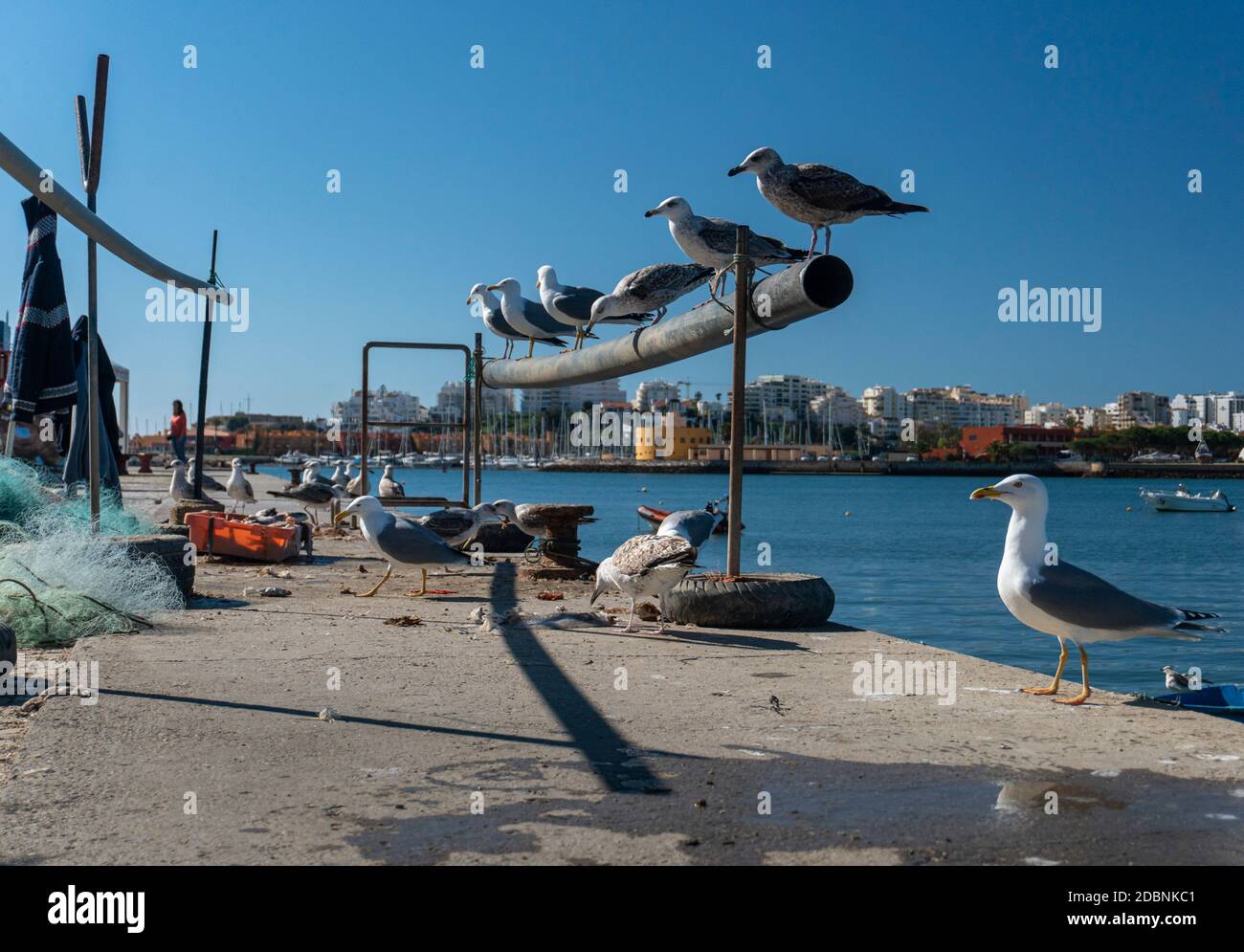 Gabbiani in attesa di mangiare i frammenti di pesce lasciati dai pescatori Foto Stock