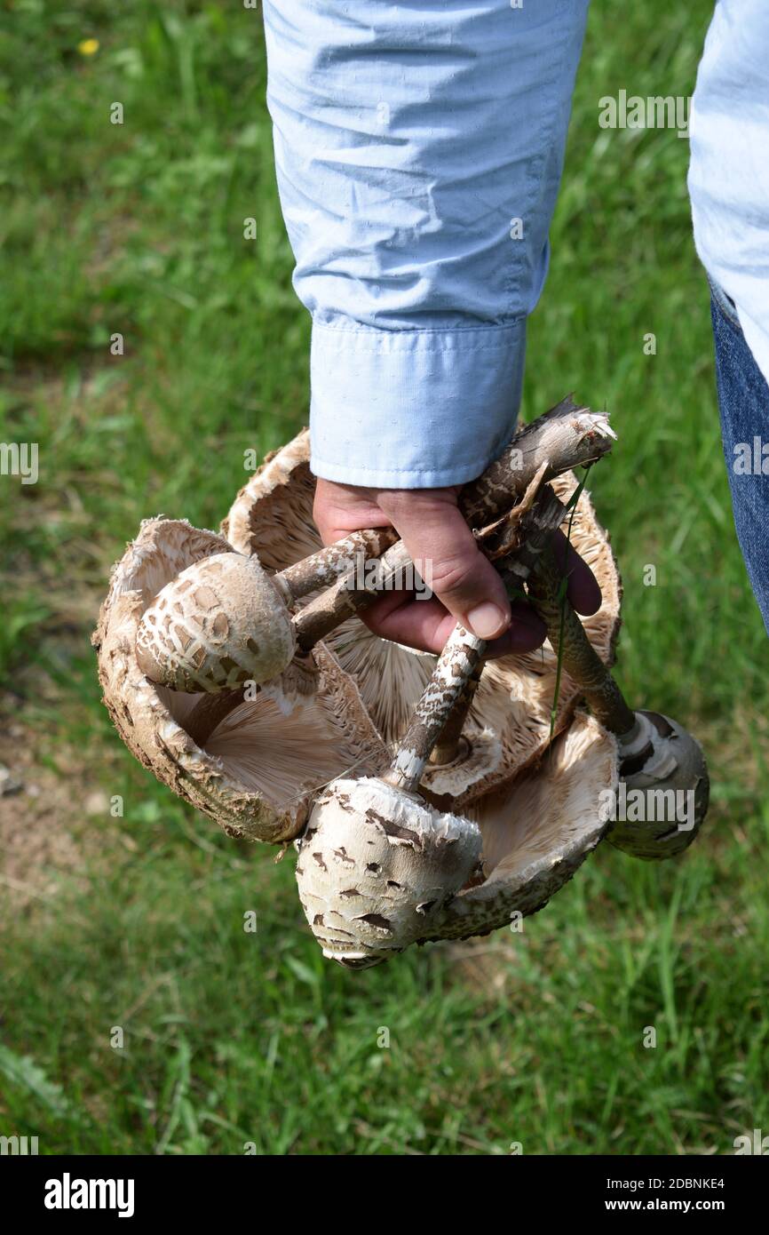 Funghi parasoli in mano appena raccolti Foto Stock