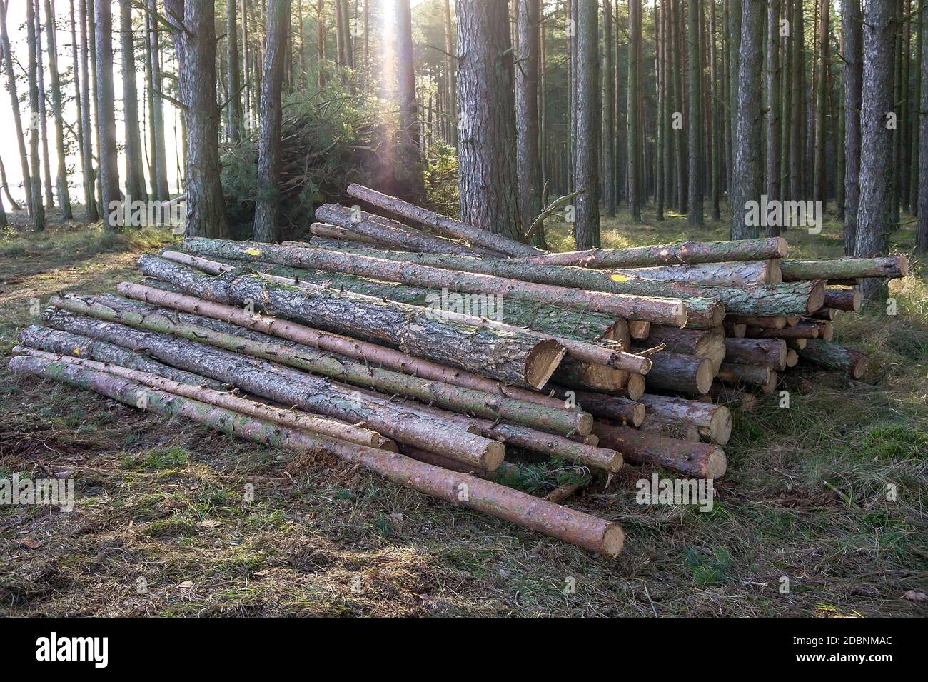 Alberi abbattuti in una pila, registri da abbattuto tronchi di alberi Foto Stock