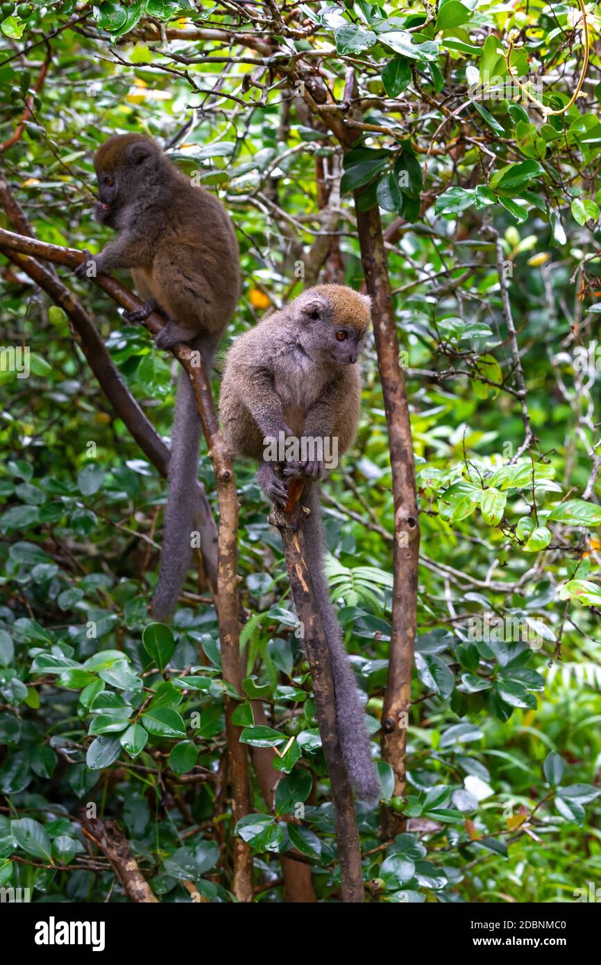 I lemuri di bambù Funny su un ramo di albero guardano i visitatori Foto Stock