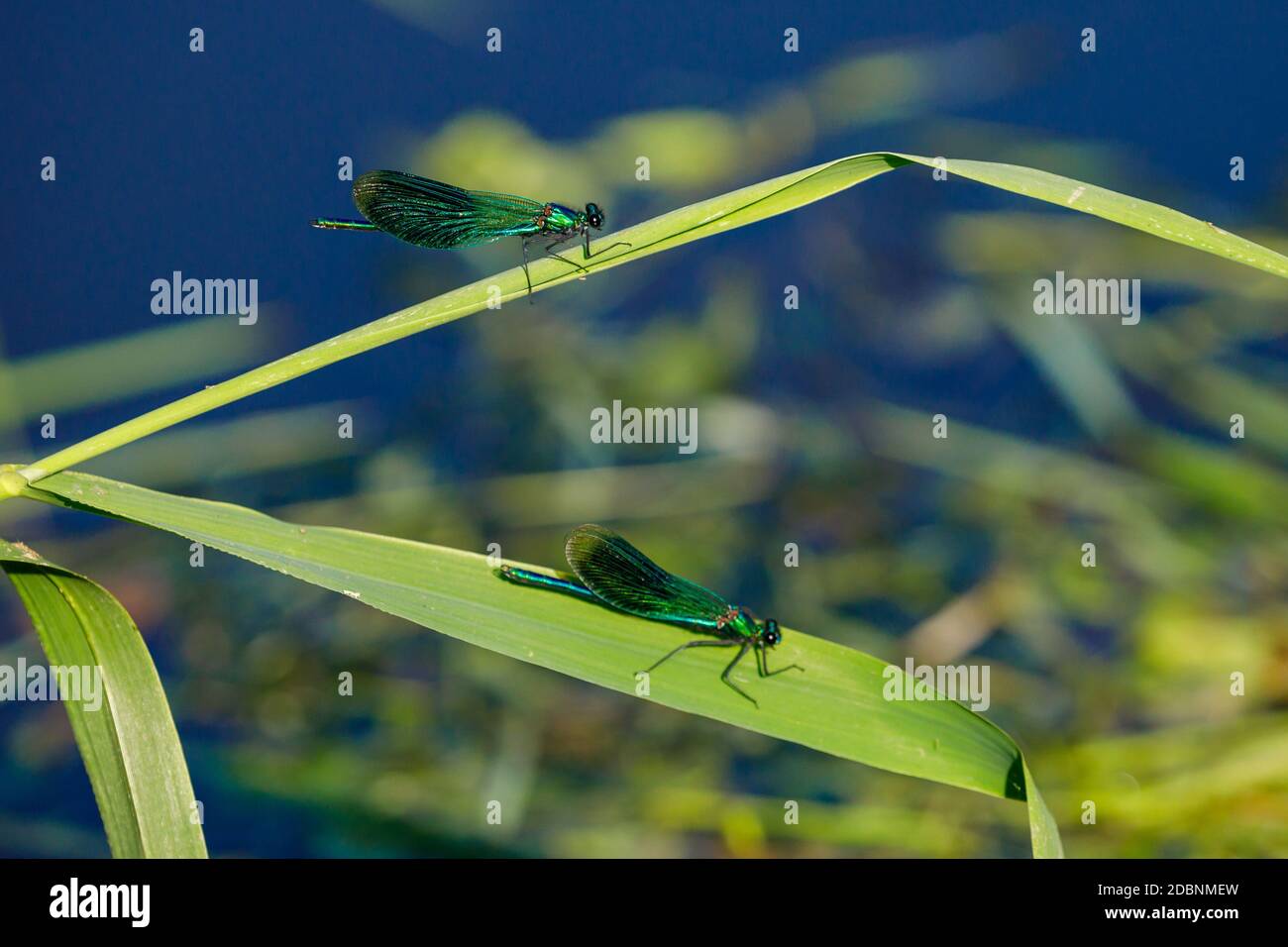 Una libellula a bandella su un fiume Foto Stock