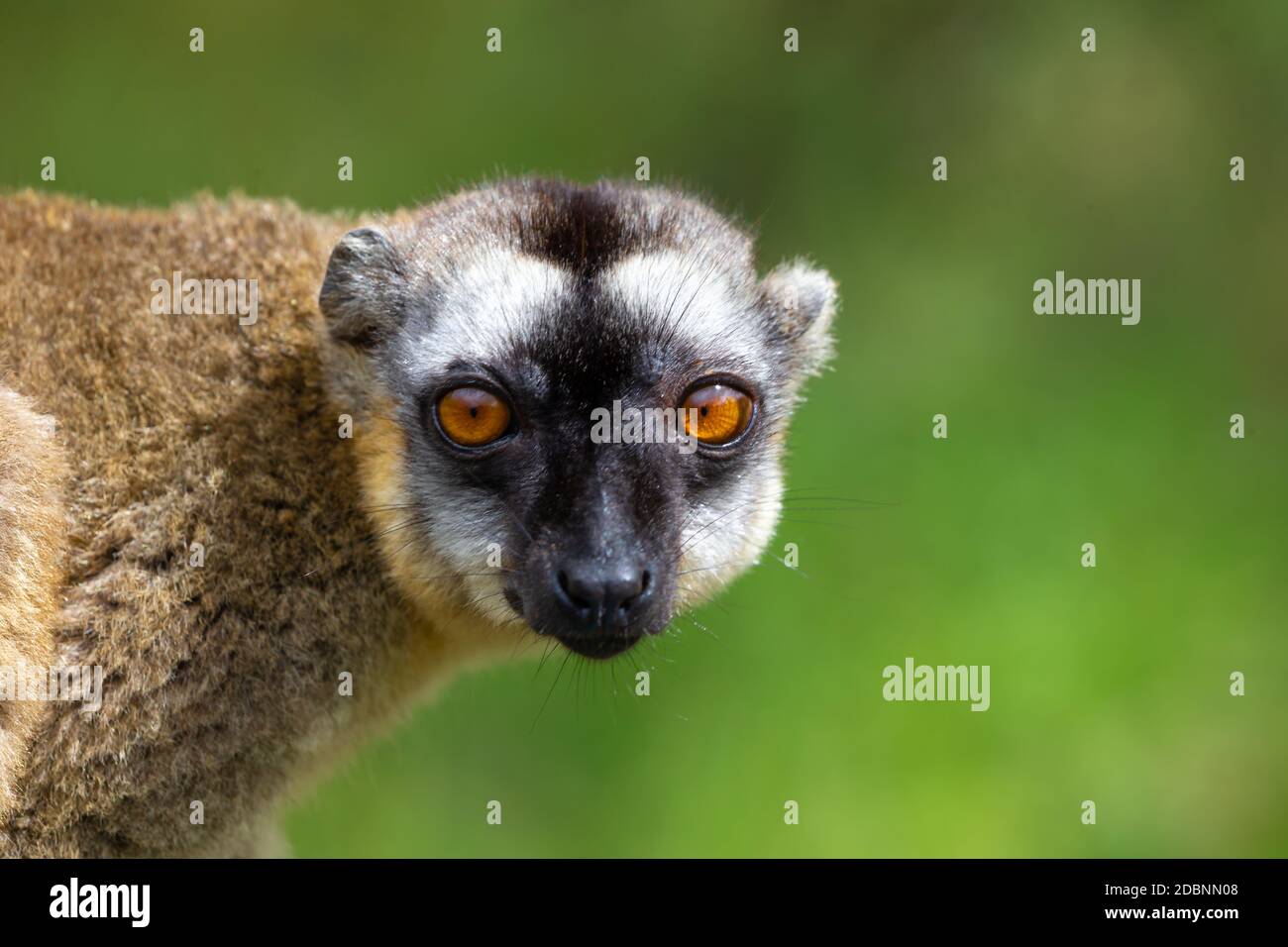 Un Ritratto di un maki marrone, un primo piano di un lemur divertente Foto Stock