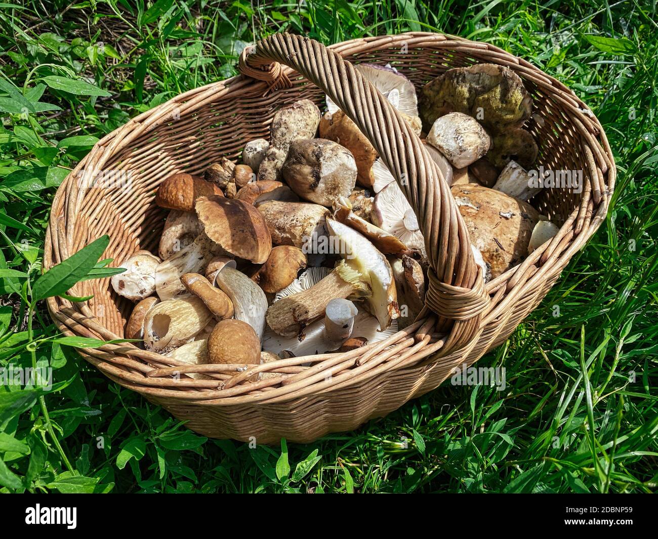 Cesto con funghi, alla ricerca di funghi porcini in bosco Foto stock - Alamy