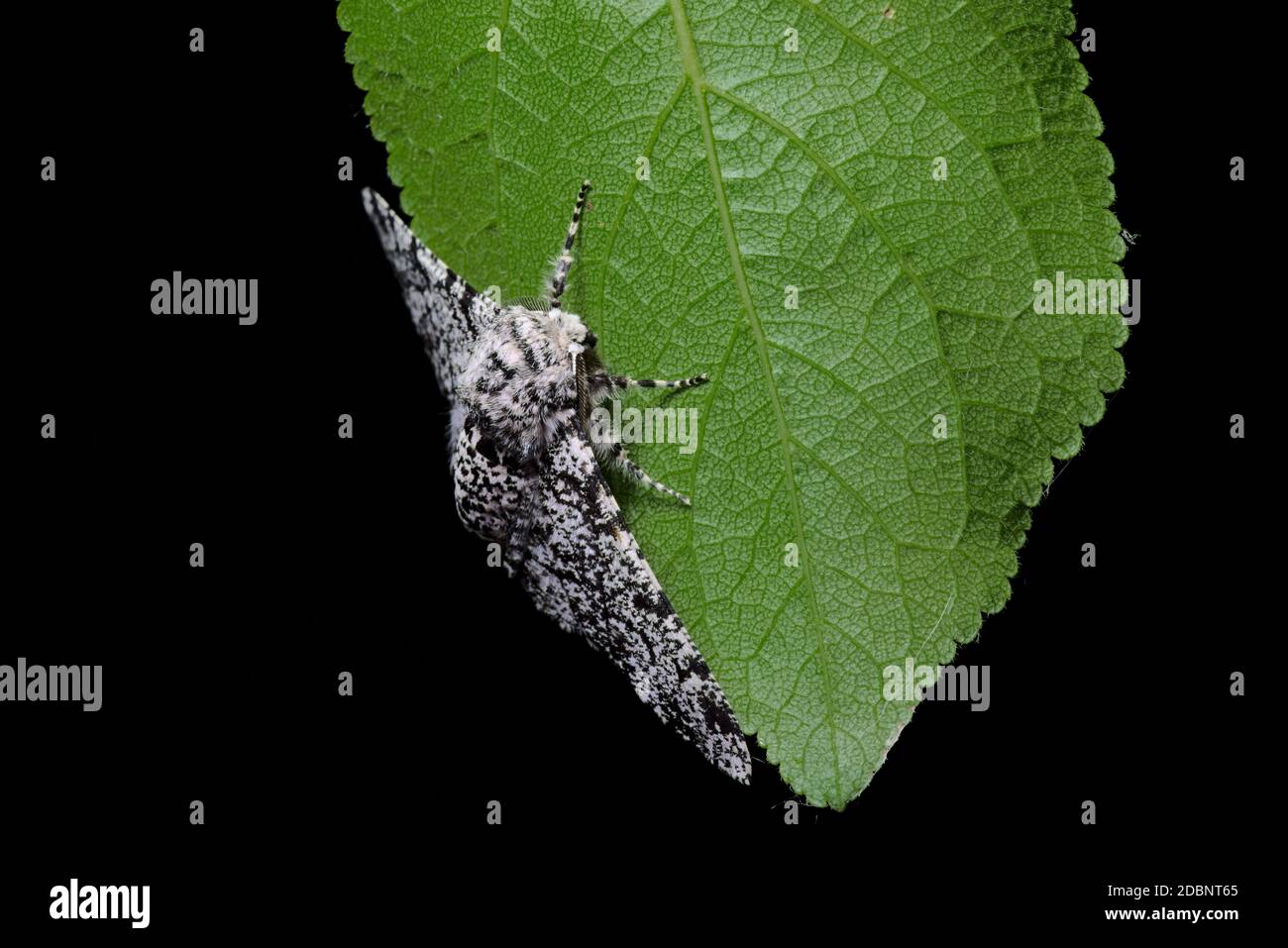 Uno sfondo nero puro evidenzia una macro dettagliata di disegno del corpo di una falena pepata, e la struttura venosa di una foglia verde profonda. Foto Stock