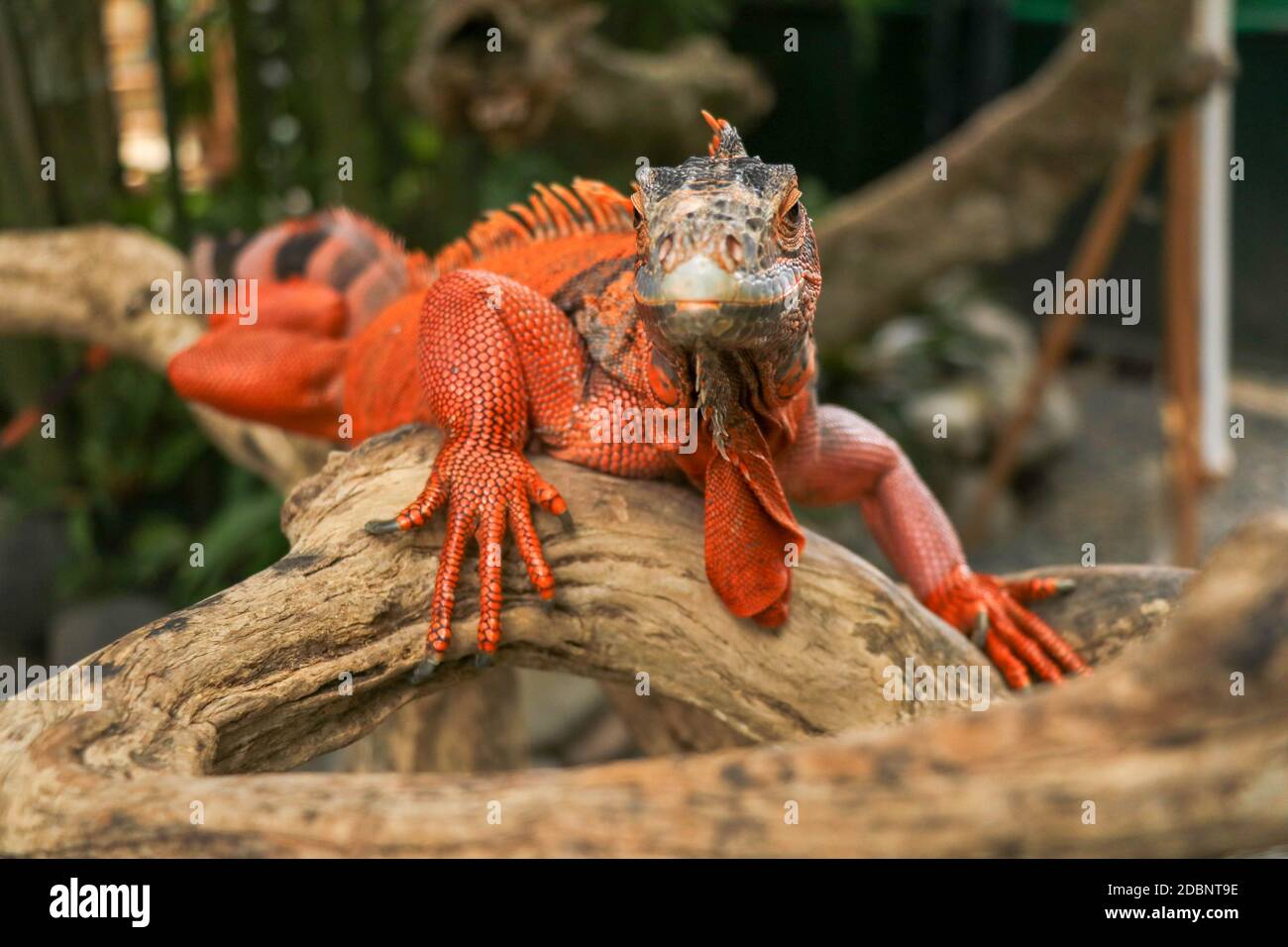 Bella Iguana rossa su legno, primo piano animali. Iguana color arancione si siede sul driftwood e guarda la macchina fotografica. Una sottospecie del Morfo Rosso. Timido Foto Stock
