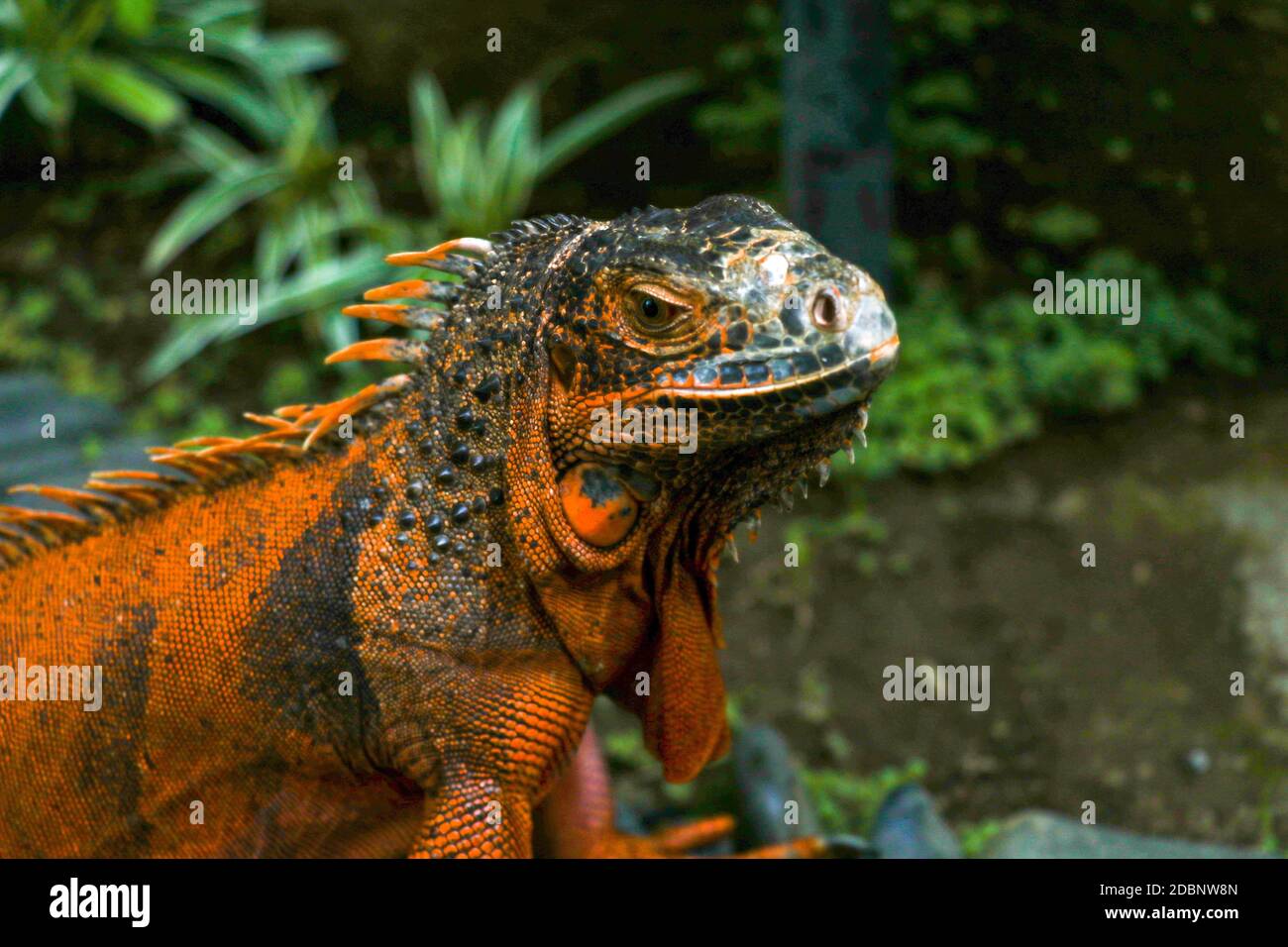 Vista laterale della testa di Red Iguana. Ritratto vista laterale Iguana iguana. Isolato su sfondo naturale. Lucertola grande per adulti. Bella Iguana rossa, animale clo Foto Stock