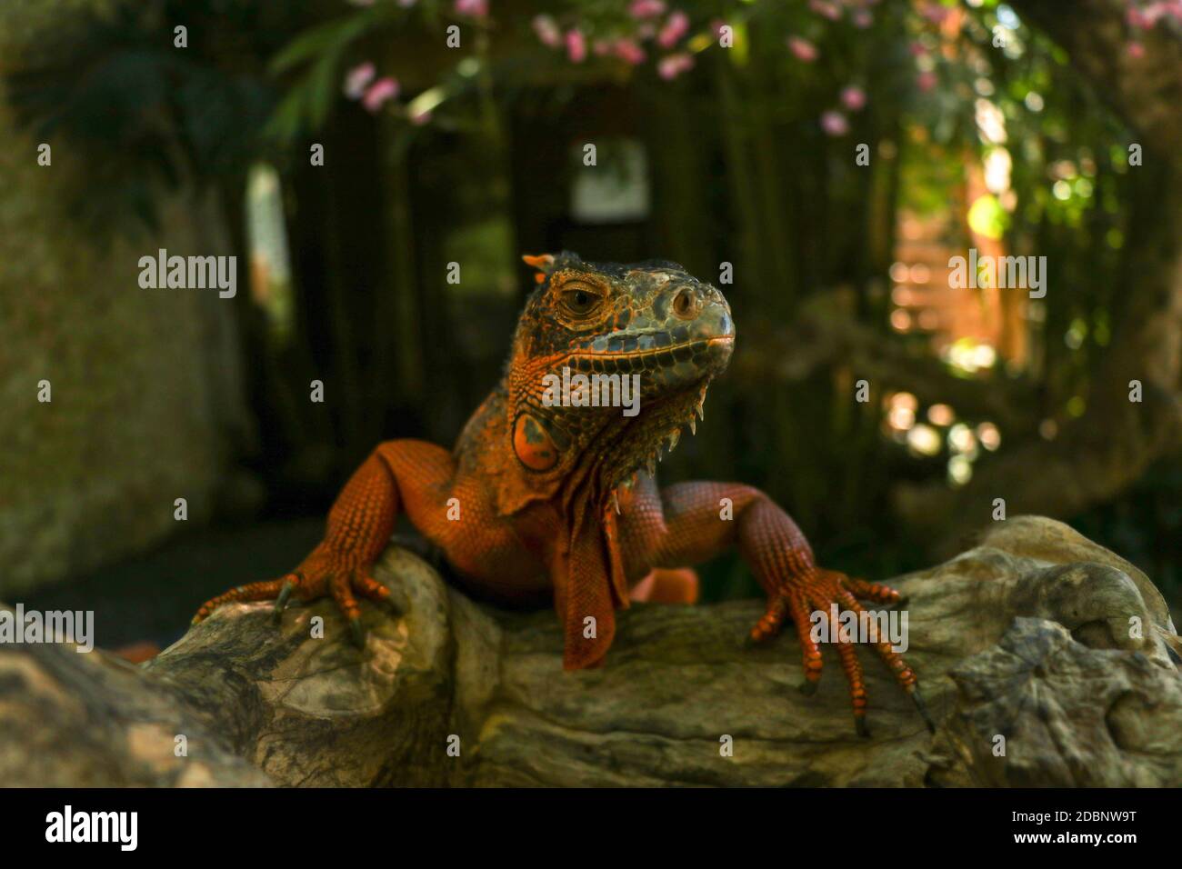Vista frontale della testa di Red Iguana. Iguana rossa che sale su un albero. Foto macro di Iguana iguana grande. Iguana rossa isolata su sfondo naturale. Grande A. Foto Stock