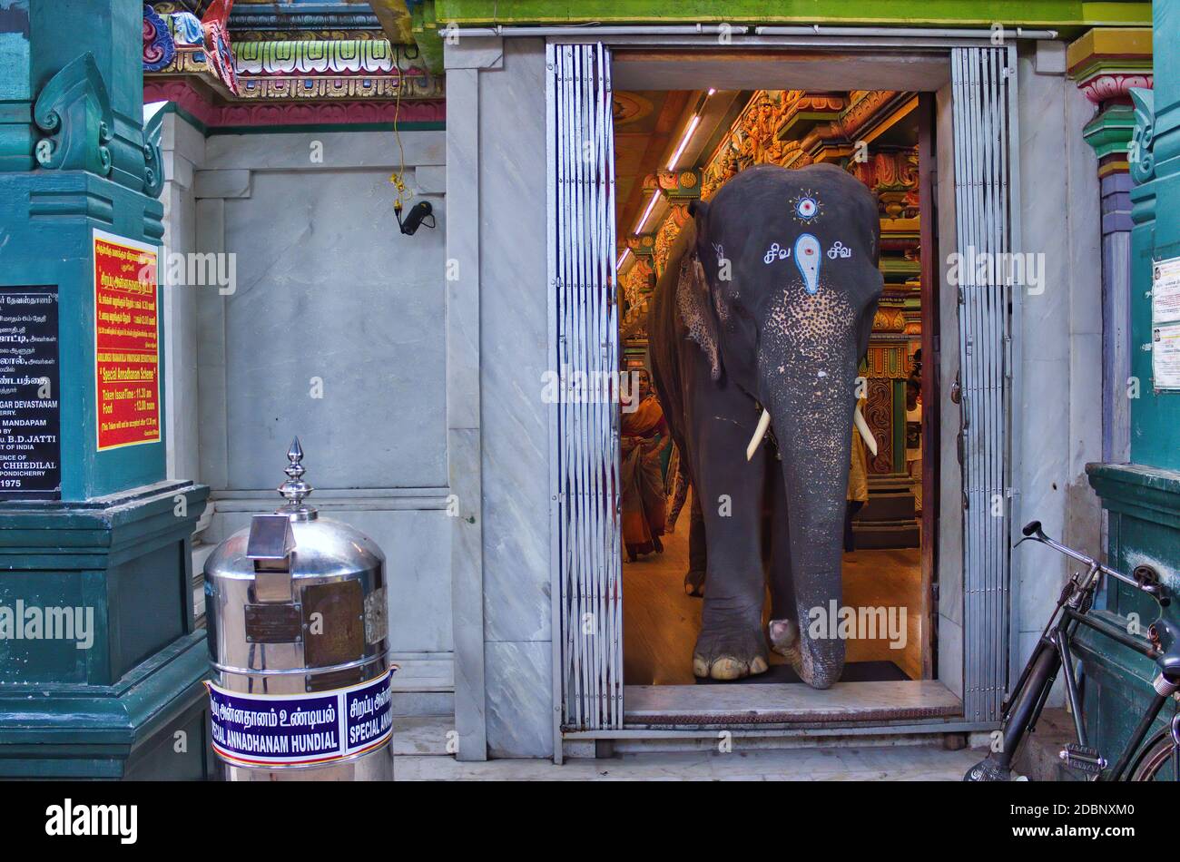 Pondicherry, India del sud - 30 ottobre 2018: Un elefante che esce da un tempio indù di Arulmigu Manakula Vinayagar nel territorio dell'Unione di Puducherr Foto Stock