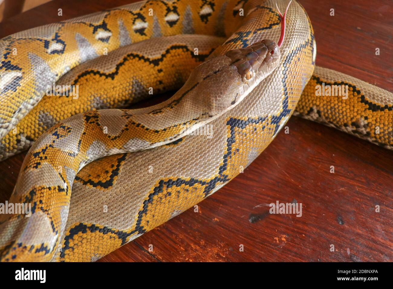 Pitone giallo oro, serpente Albino con una bella texture gialla. Trama Boa Snake pelle trama astratta. Primo piano della texture pelle serpente utilizzare per backgr Foto Stock