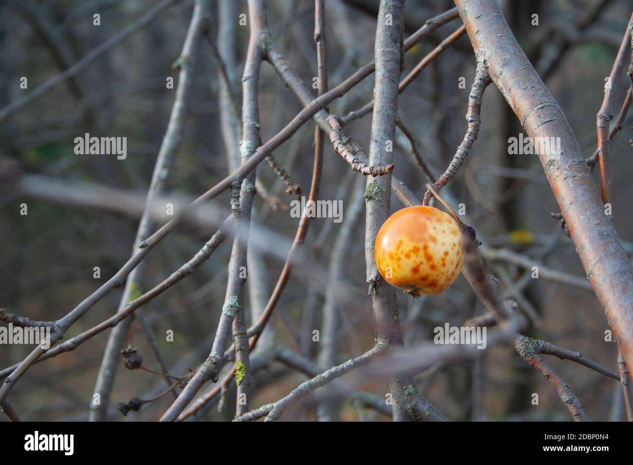 L'ultimo surmature apple si blocca su un ramo. Autunno Foto Stock