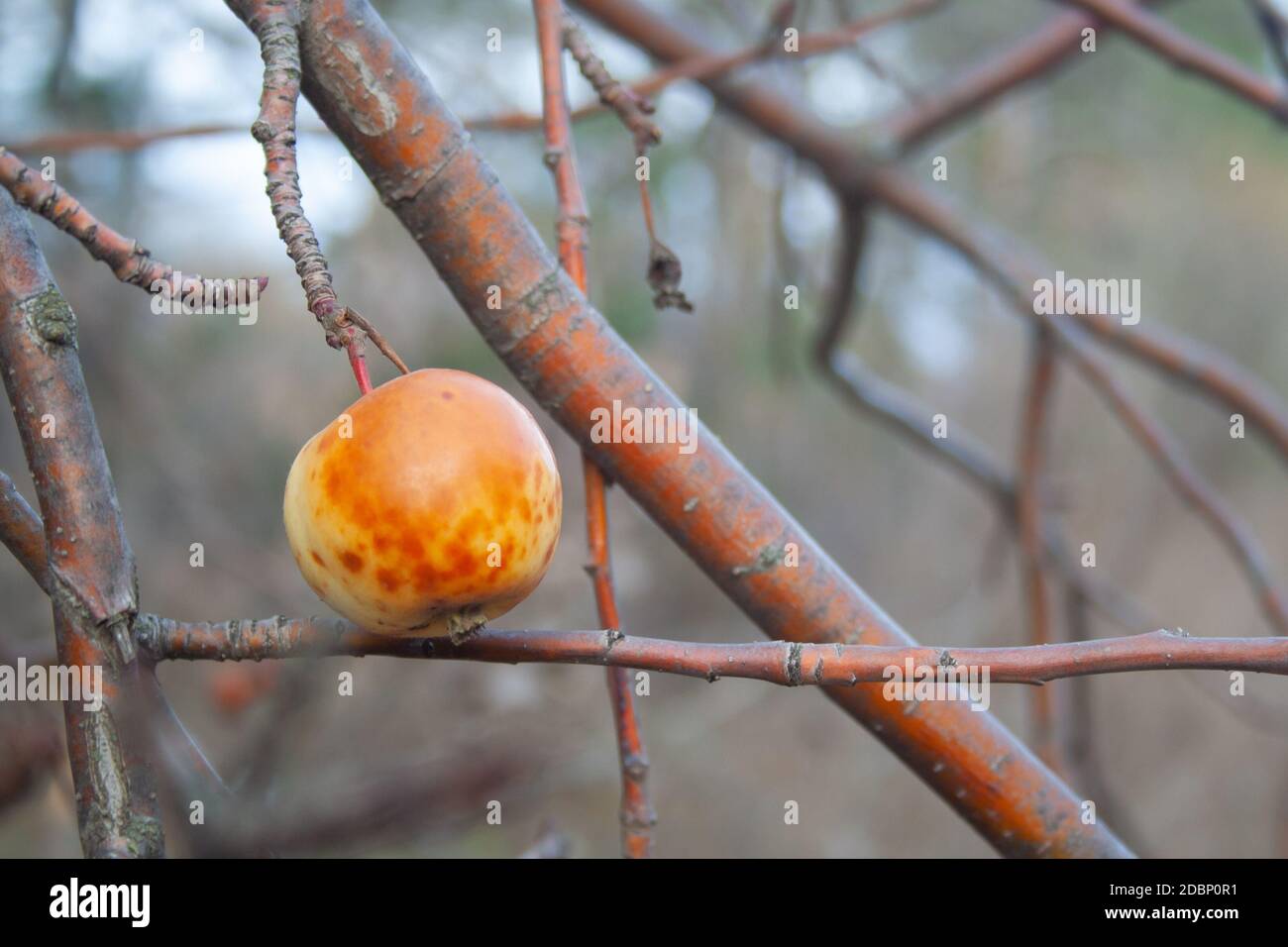 L'ultimo surmature apple si blocca su un ramo. Autunno Foto Stock